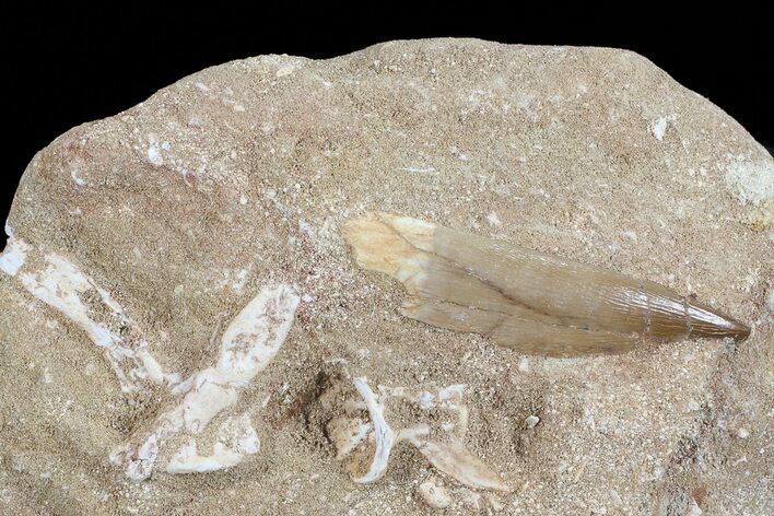 Fossil Plesiosaur (Zarafasaura) Tooth In Sandstone - Morocco #70316